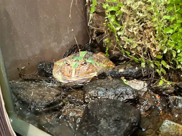 天王寺動物園に投稿された画像（2022/5/3）