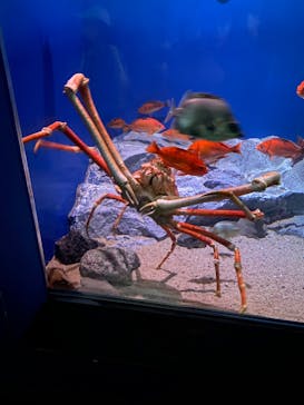 名古屋港水族館に投稿された画像（2022/5/3）