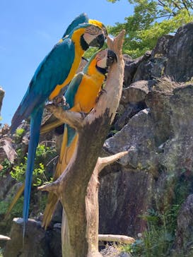 伊豆シャボテン動物公園に投稿された画像（2022/5/3）