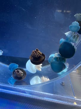 名古屋港水族館に投稿された画像（2022/5/3）