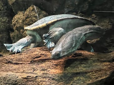 名古屋港水族館に投稿された画像（2022/5/3）