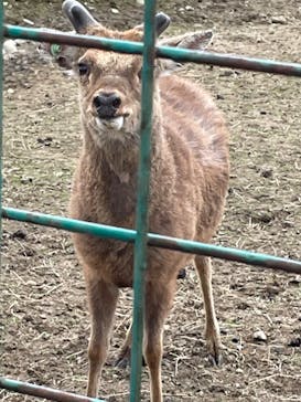 岩手サファリパークに投稿された画像（2022/5/3）