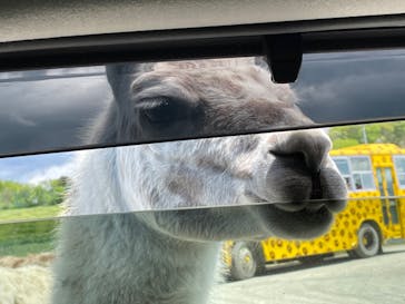 岩手サファリパークに投稿された画像（2022/5/3）