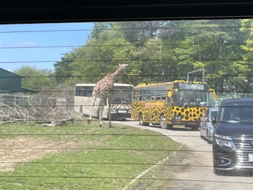 岩手サファリパークに投稿された画像（2022/5/3）