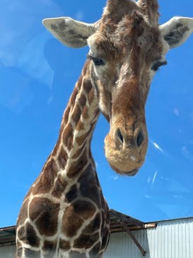 那須サファリパークに投稿された画像（2022/5/3）