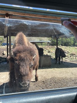 那須サファリパークに投稿された画像（2022/5/3）