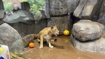 よこはま動物園ズーラシアに投稿された画像（2022/5/3）