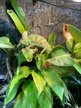 サケのふるさと 千歳水族館に投稿された画像（2022/5/3）