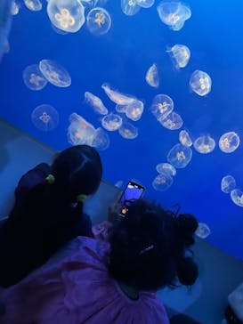 新江ノ島水族館に投稿された画像（2022/5/3）