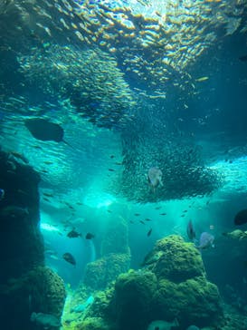 新江ノ島水族館に投稿された画像（2022/5/3）