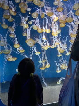 新江ノ島水族館に投稿された画像（2022/5/3）