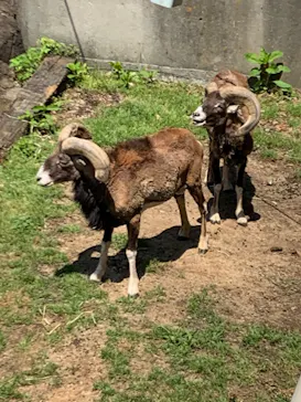 天王寺動物園に投稿された画像（2022/5/3）