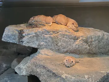 神戸どうぶつ王国に投稿された画像（2022/5/3）