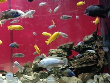 カワスイ 川崎⽔族館に投稿された画像（2022/5/3）