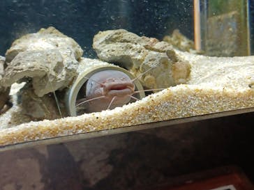 カワスイ 川崎⽔族館に投稿された画像（2022/5/3）