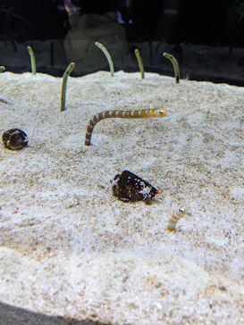 すみだ水族館に投稿された画像（2022/5/3）