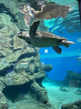 名古屋港水族館に投稿された画像（2022/5/3）