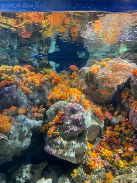 新江ノ島水族館に投稿された画像（2022/5/3）