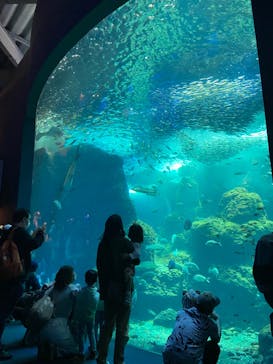 新江ノ島水族館に投稿された画像（2022/5/3）