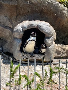 サンシャイン水族館に投稿された画像（2022/5/3）