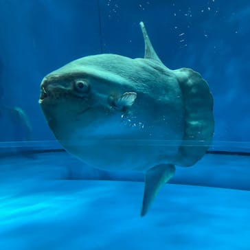 アクアワールド茨城県大洗水族館に投稿された画像（2022/5/3）