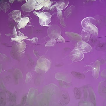 アクアワールド茨城県大洗水族館に投稿された画像（2022/5/3）