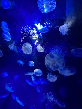 サンシャイン水族館に投稿された画像（2022/5/3）