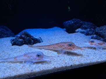 サンシャイン水族館に投稿された画像（2022/5/3）