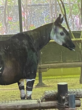 よこはま動物園ズーラシアに投稿された画像（2022/5/3）