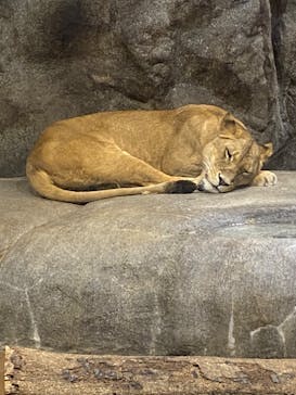 よこはま動物園ズーラシアに投稿された画像（2022/5/3）