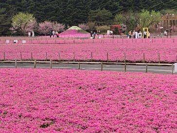 富士芝桜まつり(富士本栖湖リゾート)に投稿された画像（2022/5/3）