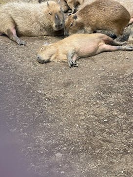 伊豆シャボテン動物公園に投稿された画像（2022/5/3）