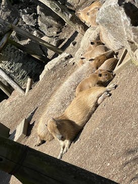伊豆シャボテン動物公園に投稿された画像（2022/5/3）