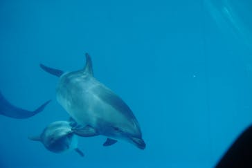名古屋港水族館に投稿された画像（2022/5/3）