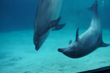 名古屋港水族館に投稿された画像（2022/5/3）