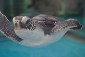 名古屋港水族館に投稿された画像（2022/5/3）