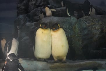 名古屋港水族館に投稿された画像（2022/5/3）
