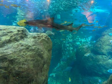 新江ノ島水族館に投稿された画像（2022/5/3）