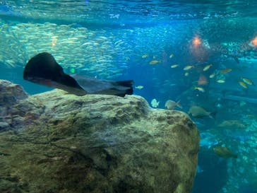 新江ノ島水族館に投稿された画像（2022/5/3）
