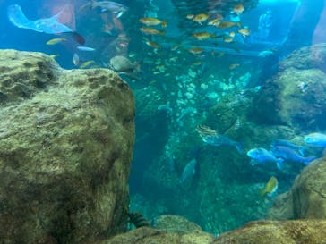 新江ノ島水族館に投稿された画像（2022/5/3）