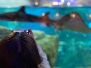 新江ノ島水族館に投稿された画像（2022/5/3）