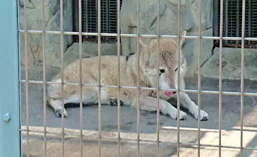 天王寺動物園に投稿された画像（2022/5/3）