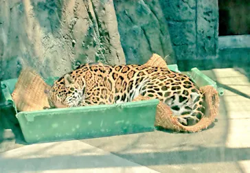 天王寺動物園に投稿された画像（2022/5/3）