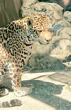 天王寺動物園に投稿された画像（2022/5/3）