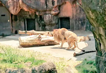 天王寺動物園に投稿された画像（2022/5/3）