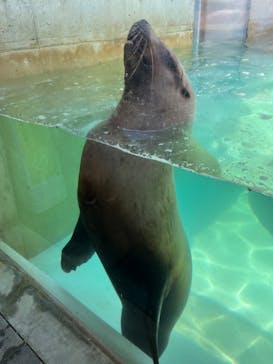 城崎マリンワールドに投稿された画像（2022/5/3）