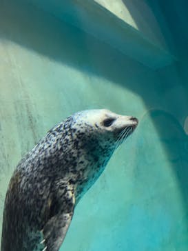 城崎マリンワールドに投稿された画像（2022/5/3）