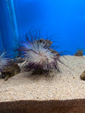 しながわ水族館に投稿された画像（2022/5/3）