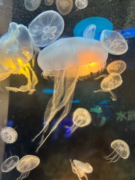 しながわ水族館に投稿された画像（2022/5/3）