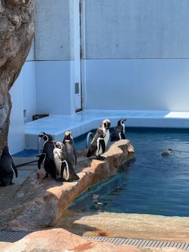 島根県立 しまね海洋館に投稿された画像（2022/5/3）